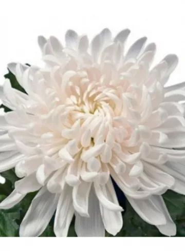 Хризантема Антонов от интернет-магазина цветов в 