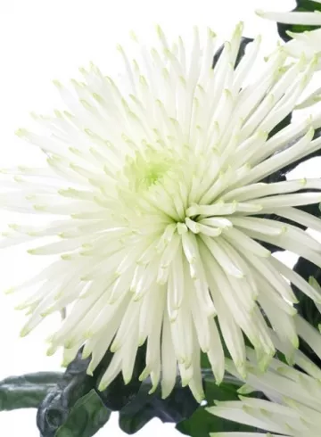 Хризантема Анастасия от интернет-магазина цветов в 