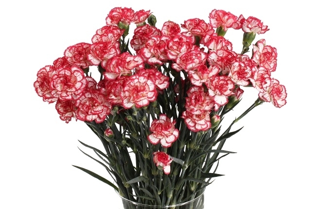 Заказать Гвоздика (Dianthus) кустовая за 120 руб. в городе Первоуральске - quot;Маст