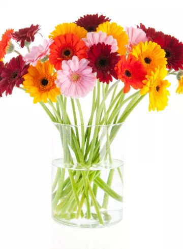 Гербера микс от интернет-магазина цветов в 