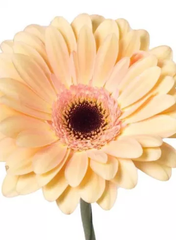 «Гербера кремовая» от интернет-магазина цветов в 