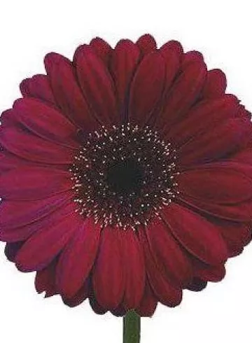 «Гербера бордовая» от интернет-магазина цветов в 