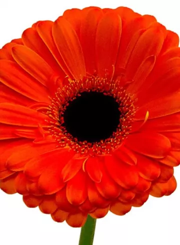 «Гербера красная» от интернет-магазина цветов в 