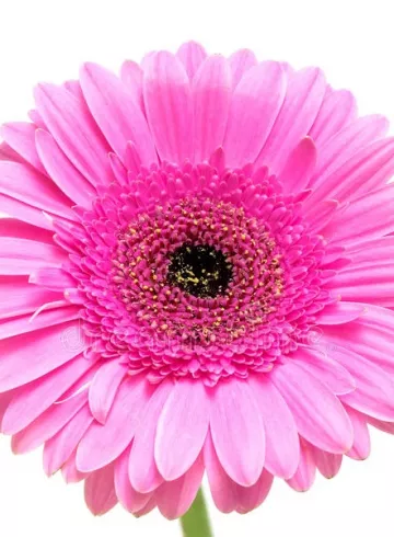 &laquo;Гербера ярко-розовая&raquo; от интернет-магазина цветов в 