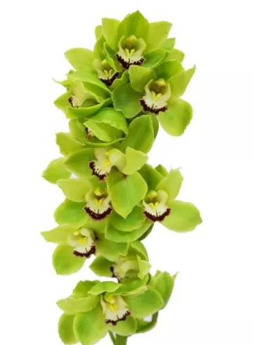 Орхидея цимбидиум фисташка от интернет-магазина цветов в 