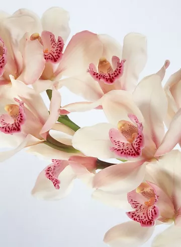 Орхидея «Цимбидиум» нежно розовая от интернет-магазина цветов в 