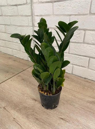 Комнатное растение «Замиокулькас» от интернет-магазина цветов в 