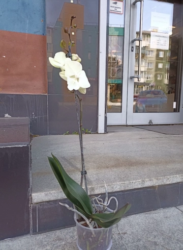 Комнатное растение «Орхидея Фаленопсис» от интернет-магазина цветов в 