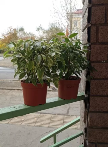 Комнатное растение «Фикус Бенджамина» от интернет-магазина цветов в 