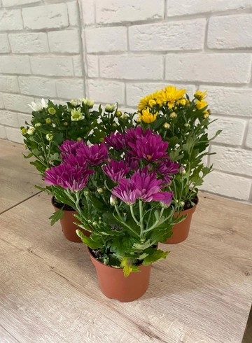 Комнатное растение &laquo;Хризантема кустовая&raquo; от интернет-магазина цветов в 