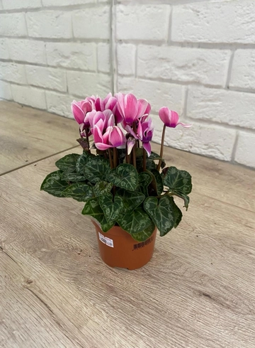 Комнатное растение «Цикламен» от интернет-магазина цветов в 