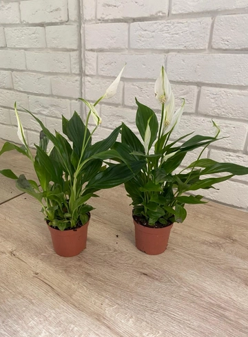 Комнатное растение «Спатифиллум» от интернет-магазина цветов в 