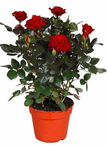 Роза в горшке от интернет-магазина цветов в 