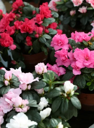 Комнатное растение &laquo;Азалия&raquo; от интернет-магазина цветов в 