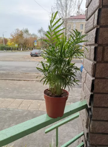 Комнатное растение &laquo;Хамедорея&raquo; от интернет-магазина цветов в 