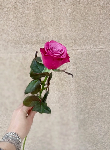 Роза &laquo;Принц Персии&raquo; от интернет-магазина цветов в 