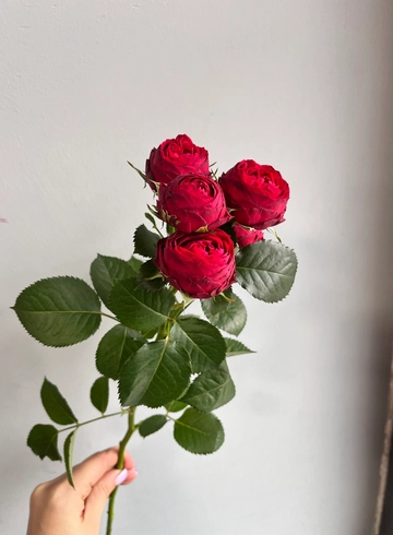 Кустовая роза &laquo;Марун&raquo; от интернет-магазина цветов в 